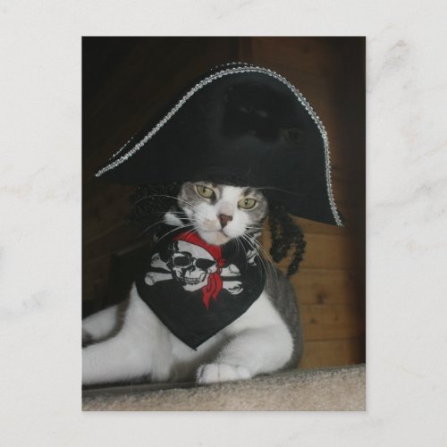 Funny Pirate Cat Postcard