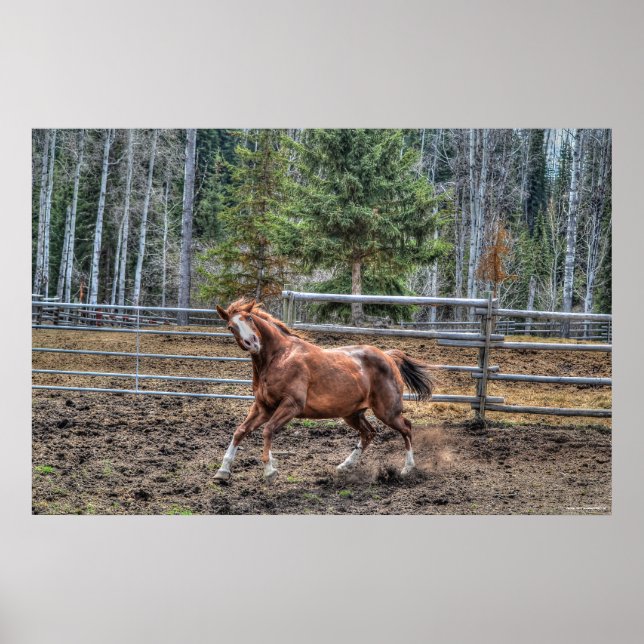 Funny, Playful Chestnut Ranch Horse Equine Photo Poster (Front)