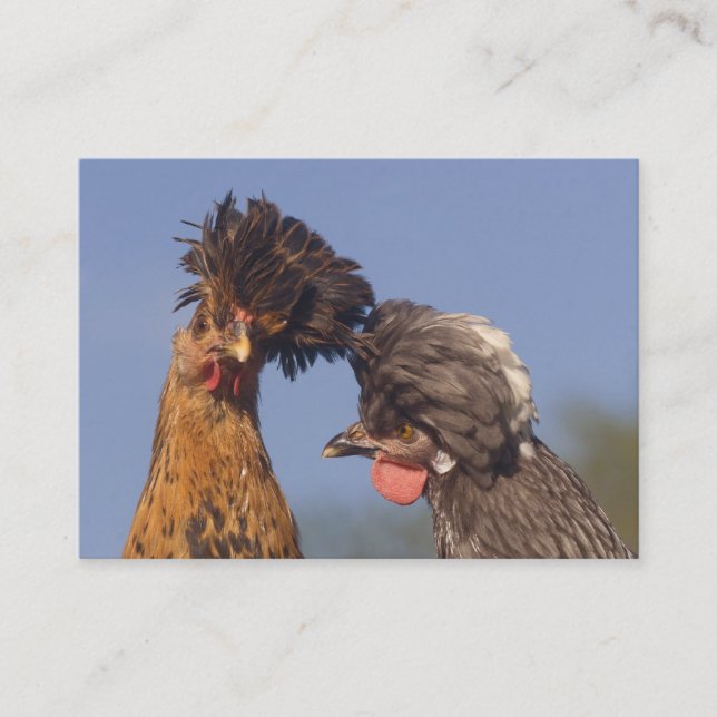Funny Polish Chickens 2-sided Business Card (Front)