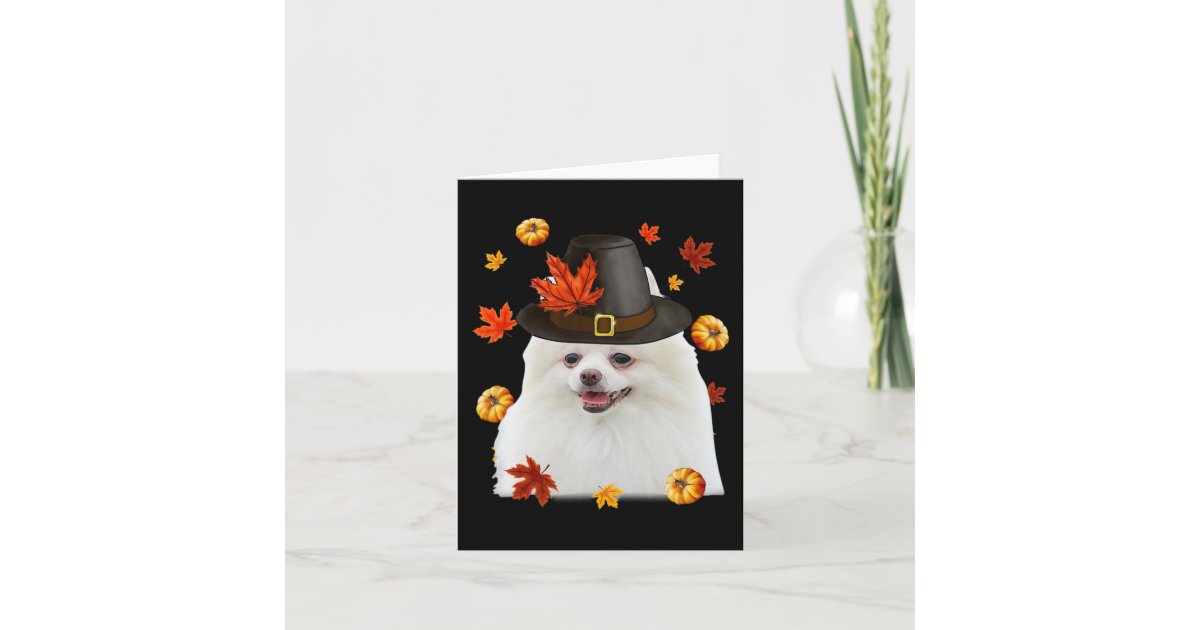 Dog pilgrim hat Clearance