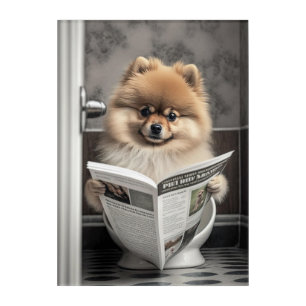 Funny Pomeranian on Bathroom Toilet   Acrylic Print