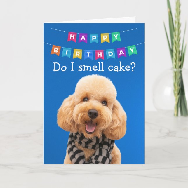 Funny Poodle dog birthday card (Front)