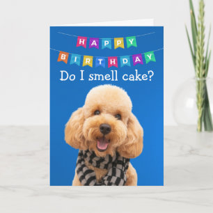Funny Poodle dog birthday card