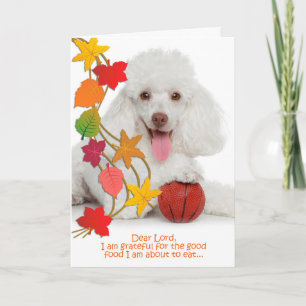 Funny Poodle Thanksgiving Card