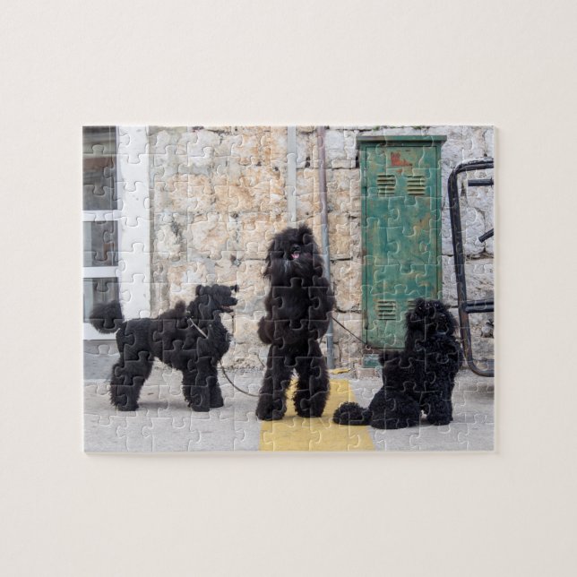 Funny poodles jigsaw puzzle (Horizontal)