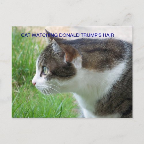Funny Postcard Cat Watching Donald Trumps Hair Postcard