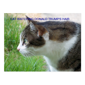 Funny Postcard: Cat Watching Donald Trump's Hair Postcard