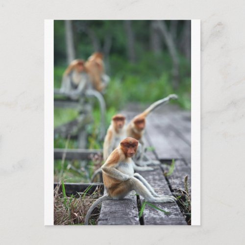 Funny Proboscis monkeys Postcard