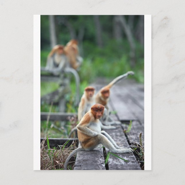Funny Proboscis monkeys Postcard (Front)