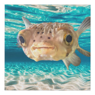 Funny Puffer Fish Warning: May Puff Under Pressure Faux Canvas Print