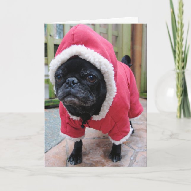 Funny Pug Birthday Greeting Card (Front)