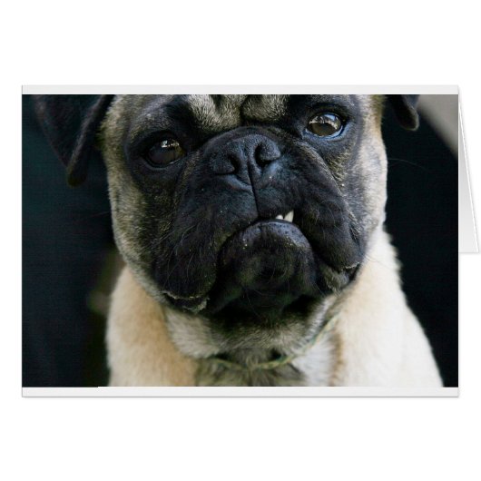 Funny Pug Cards (Front Horizontal)