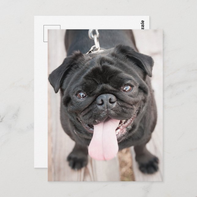 Funny pug dog postcard (Front/Back)
