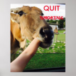 Funny Quit Smoking Poster at Zazzle