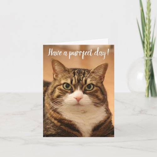 Funny Quote Cat Lovers Custom Photo Birthday Card