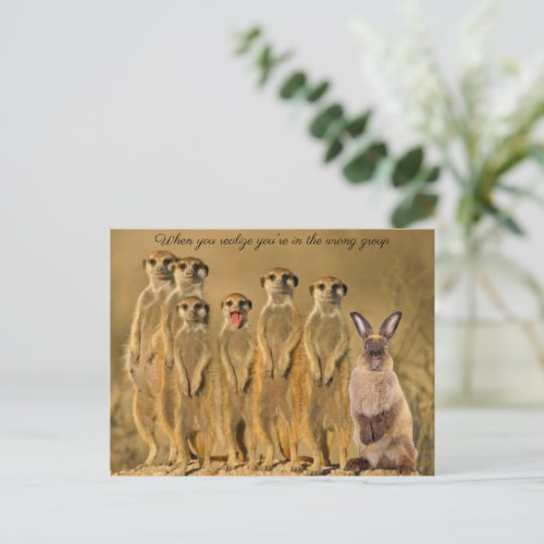 Funny Rabbit Meerkat Post Card Picture