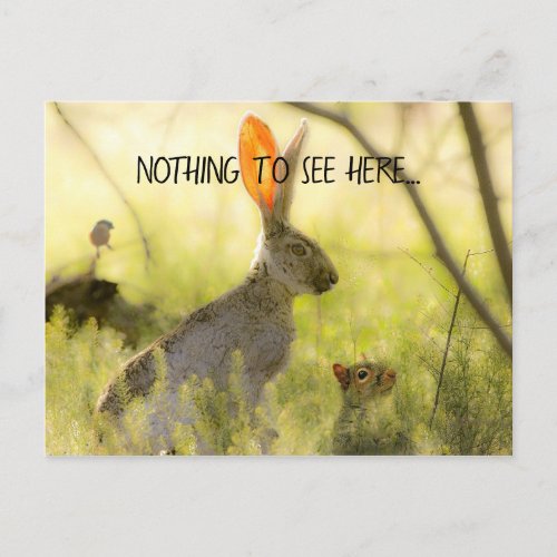 Funny Rabbit Squirrel Animal Nothing to See Here Postcard