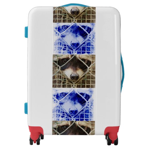 funny raccon on suitcases