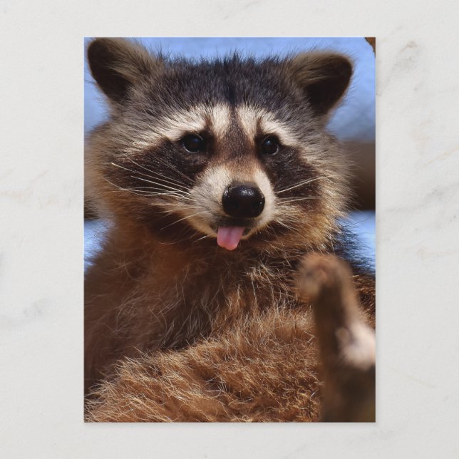 Funny Raccoon Sticking It's Tongue Out Postcard (Front)