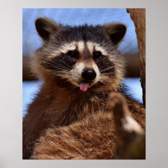 Funny Raccoon Sticking It's Tongue Out Poster (Front)