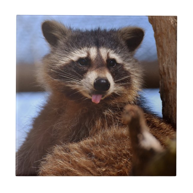Funny Raccoon Sticking It's Tongue Out Tile (Front)