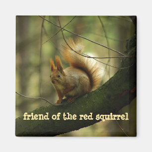 Funny Rad Squirrel/Friend of the Red Squirrel Magnet