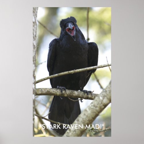 Funny Raven Wildlife Photo Poster