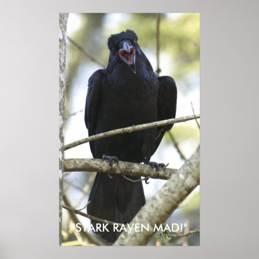 Funny Raven Wildlife Photo Poster | Zazzle