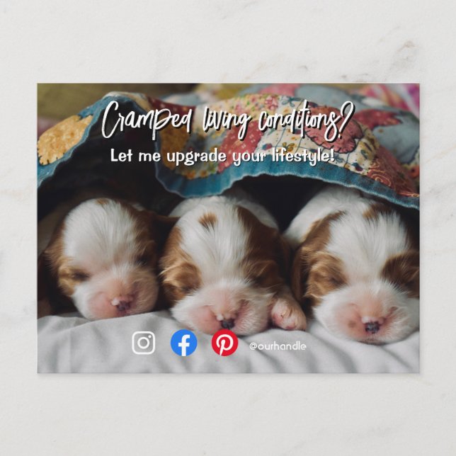 funny real estate cramped living puppy dog postcard (Front)