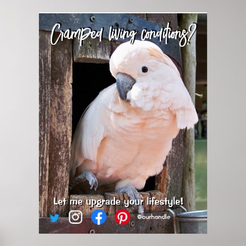 funny real estate postcard cramped living parrot poster