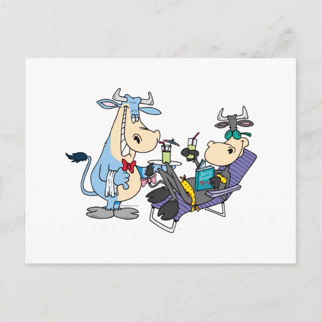 funny relaxing pampered cow cartoon postcard (Front)