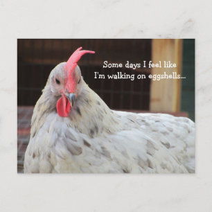 Funny Rooster with Saying Postcard
