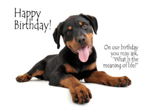 Rottie Birthday Cards Zazzle