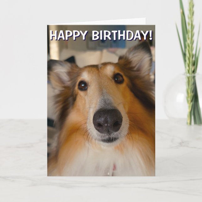 Funny rough collie portrait greetings card (Front)