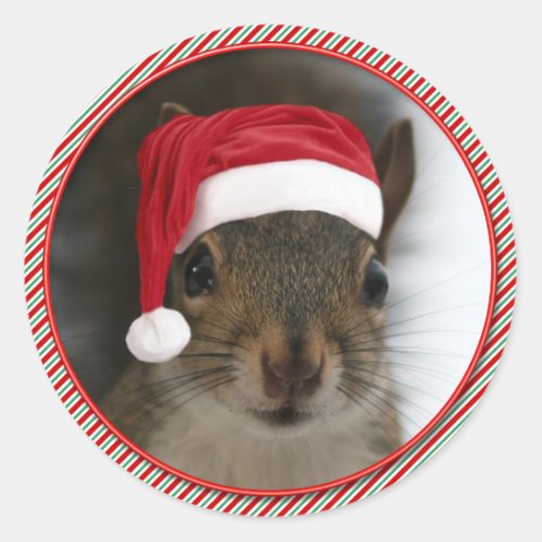 Funny Santa Squirrel Wearing Santa Hat Classic Round Sticker