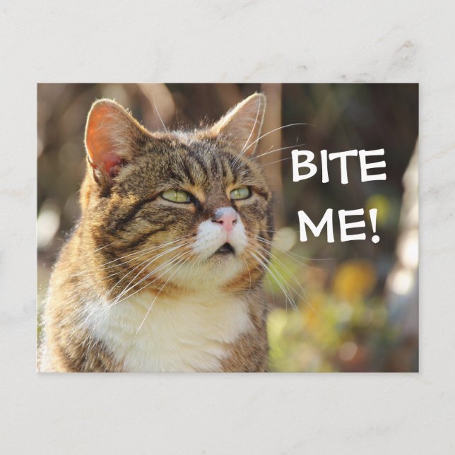 Funny Sassy Cat with Attitude Bite Me Postcard (Front)