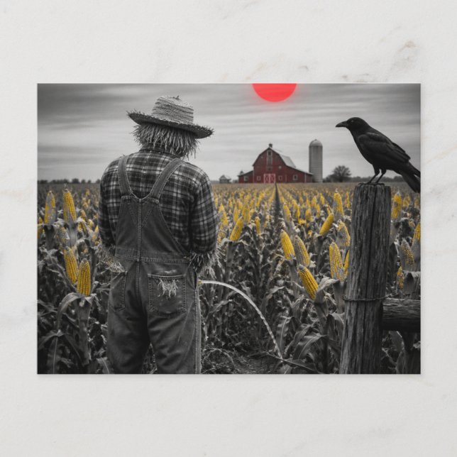 Funny Scarecrow Pees in Cornfield Postcard (Front)