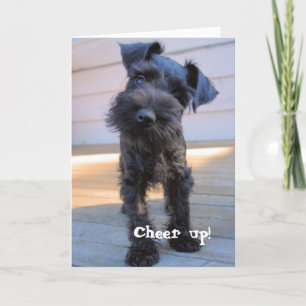Funny Schnauzer Birthday Card