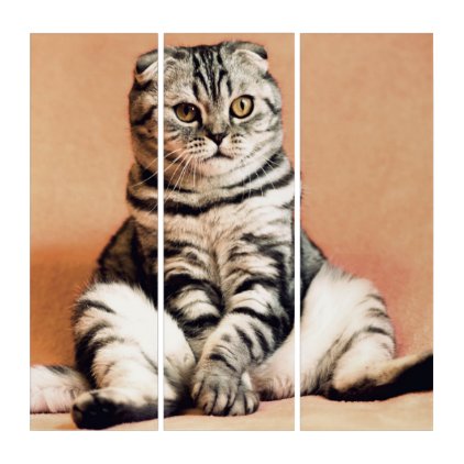 Funny scottish-fold - paws OFF Triptych