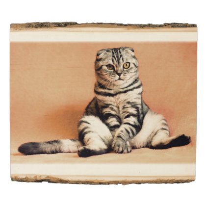 Funny scottish-fold - paws OFF Wood Panel