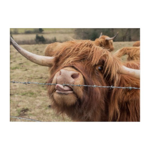 Funny Scottish Highland cow Acrylic Print