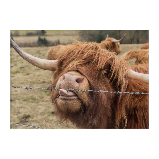 Funny Scottish Highland cow Acrylic Print (Front)
