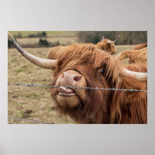 Funny  Scottish Highland cow Poster