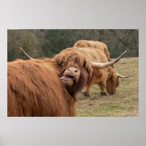 Funny  Scottish Highland cow Poster