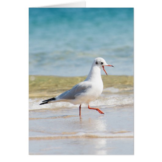 Funny seagull cards (Front)