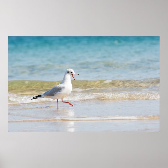 Funny seagull poster (Front)