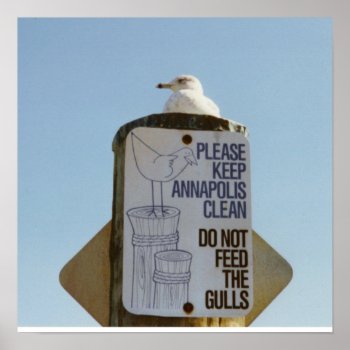 Funny Seagull Poster Print by lifethroughalens at Zazzle