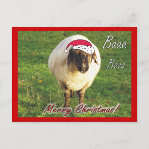 Funny Sheep Christmas Postcard