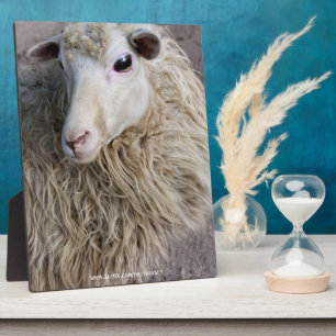 Funny Sheep Plaque