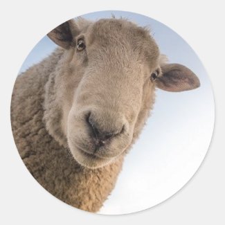 Funny sheep selfie
